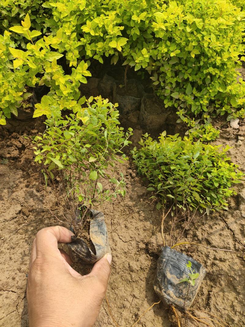 金山绣线菊价格，金山纷线菊基地，金山绣线菊批发