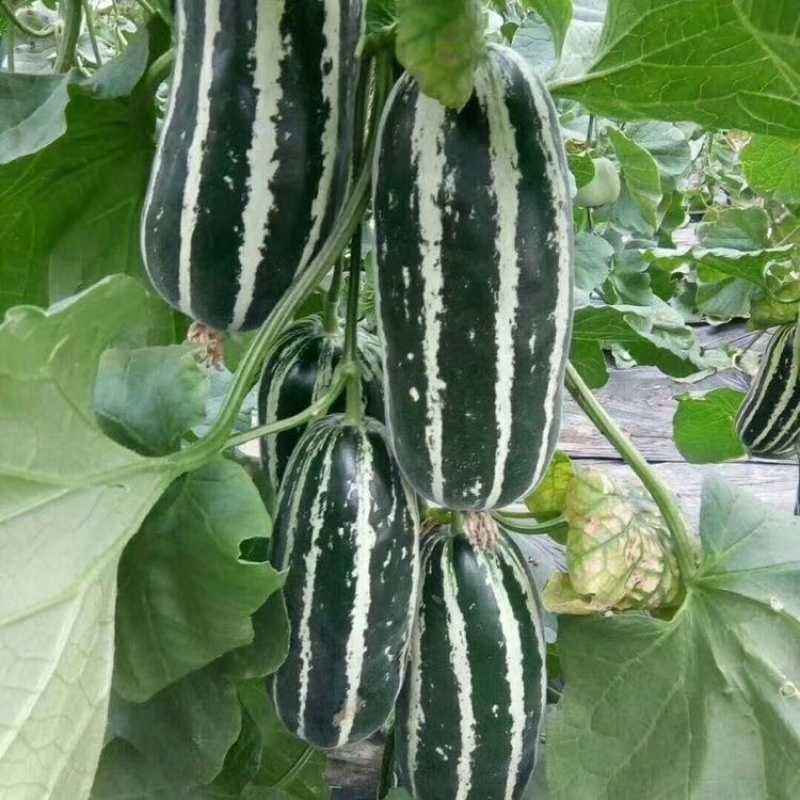 山东博洋9⃣️甜瓜嘎嘎脆甜大量上市诚信代办实力发货大量有货