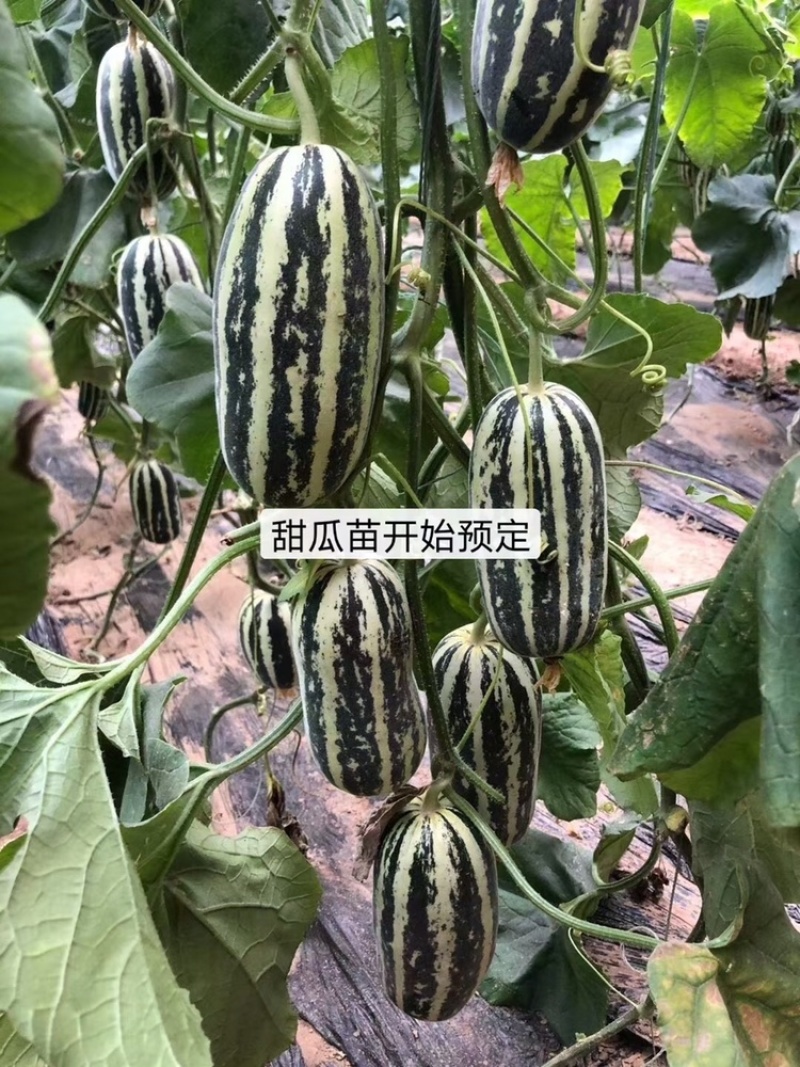 山东博洋9⃣️甜瓜嘎嘎脆甜大量上市诚信代办实力发货大量有货