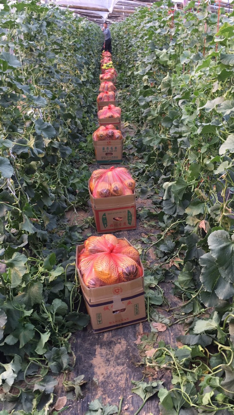山东博洋9⃣️甜瓜嘎嘎脆甜大量上市诚信代办实力发货大量有货