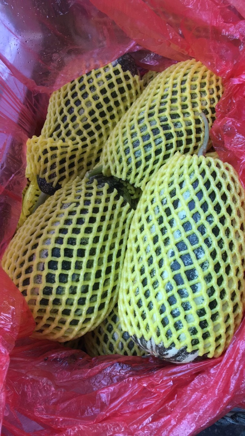 山东博洋9⃣️甜瓜嘎嘎脆甜大量上市诚信代办实力发货大量有货