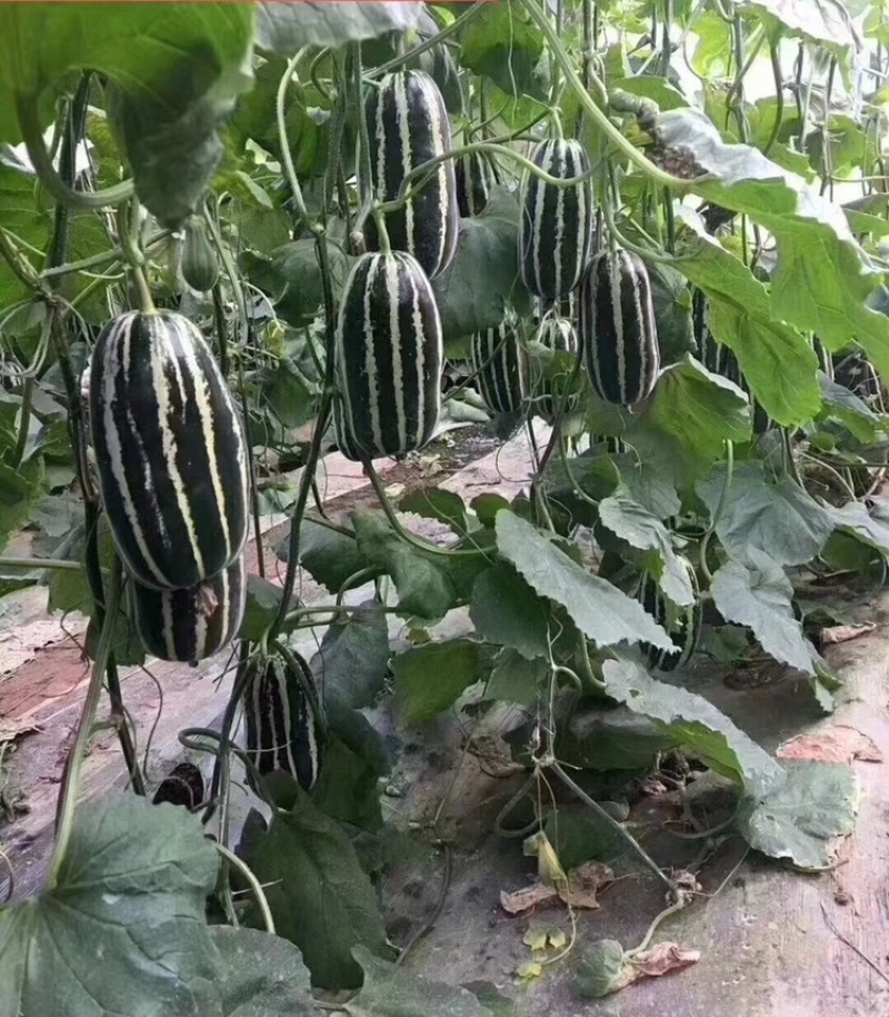 山东博洋9⃣️甜瓜嘎嘎脆甜大量上市诚信代办实力发货大量有货