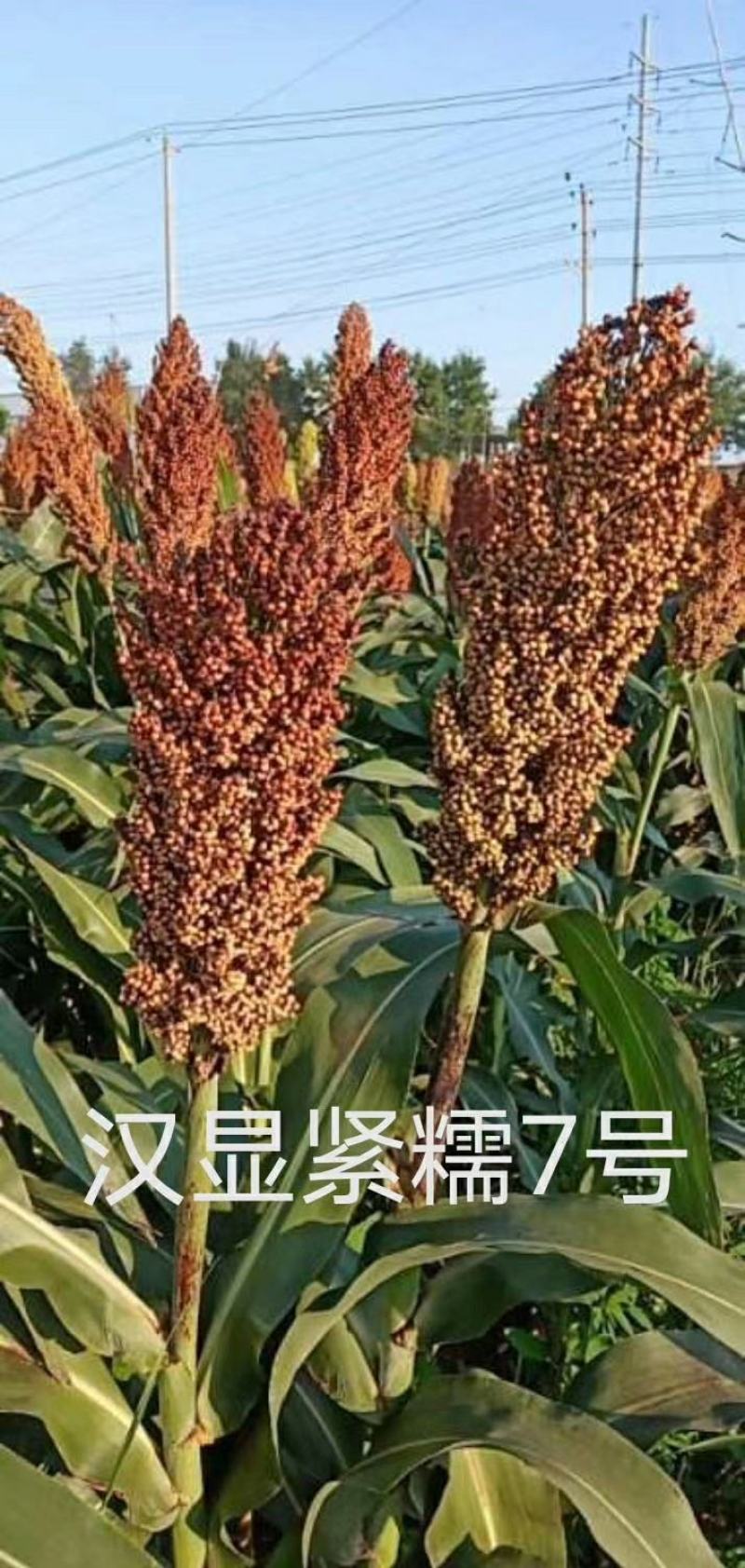 汉青种业有限公司——汉青糯7号，积温2800度