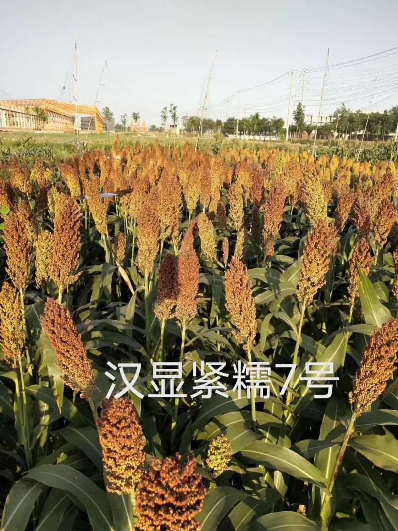汉青种业有限公司——汉青糯7号，积温2800度