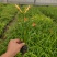 大花萱草价格，优质大花萱草基地，大花萱草大量供应