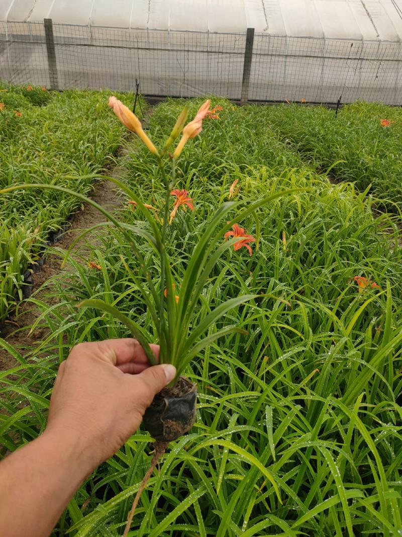 大花萱草价格，优质大花萱草基地，大花萱草大量供应
