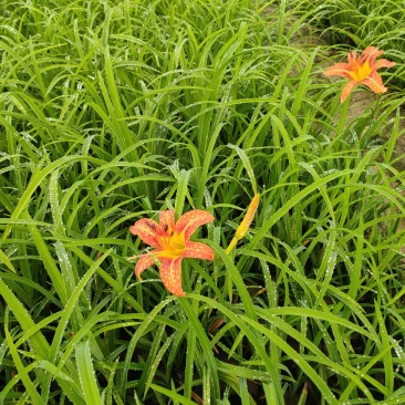 大花萱草价格，优质大花萱草基地，大花萱草大量供应