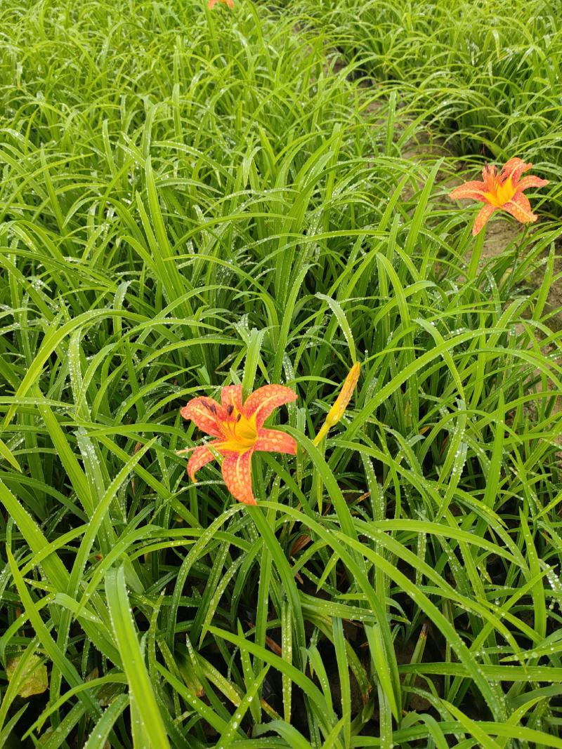 大花萱草价格，优质大花萱草基地，大花萱草大量供应