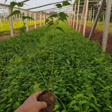 棣棠新价格，多分枝棣棠基地，青州棣棠批发，棣棠大量供应