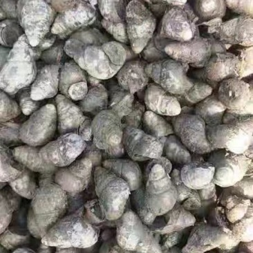 1.4以上不封顶的薄壳螺蛳