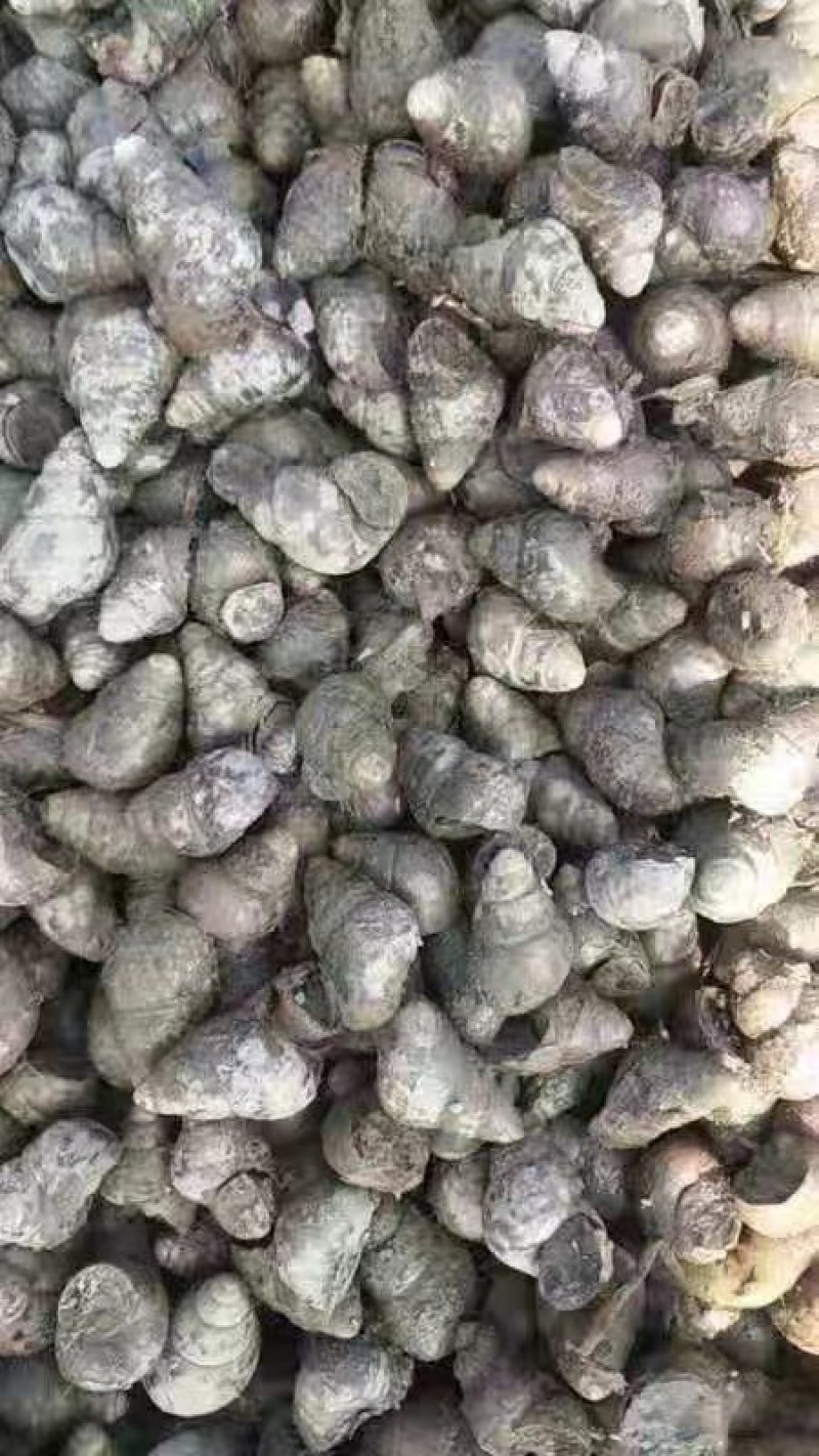 1.4以上不封顶的薄壳螺蛳