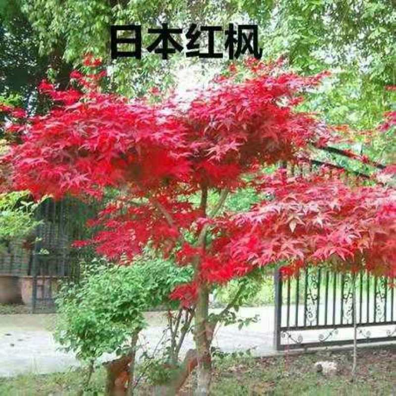 红枫苗日本红枫树苗红舞姬苗园林绿化南北方别墅庭院地栽