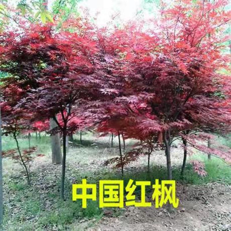 红枫苗日本红枫树苗红舞姬苗园林绿化南北方别墅庭院地栽