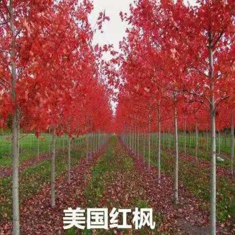 红枫苗日本红枫树苗红舞姬苗园林绿化南北方别墅庭院地栽