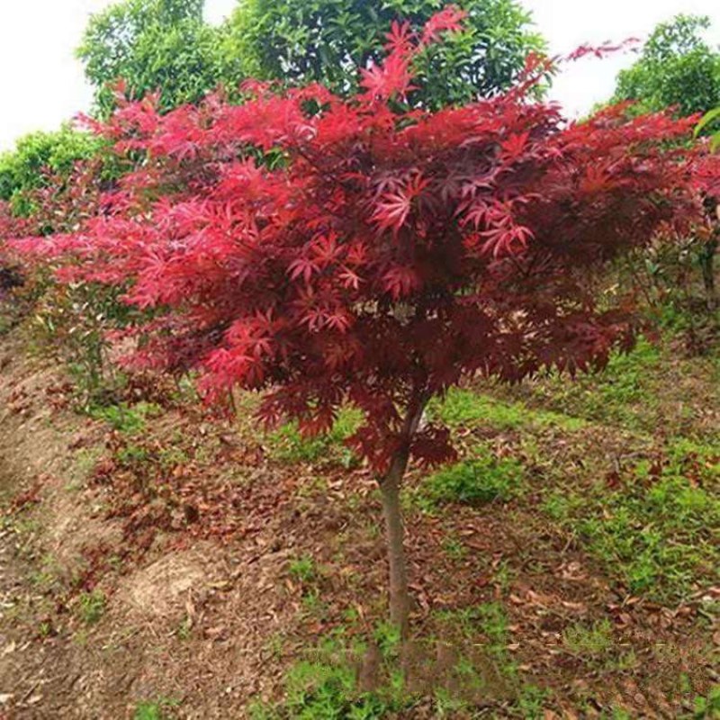 红枫苗日本红枫树苗红舞姬苗园林绿化南北方别墅庭院地栽