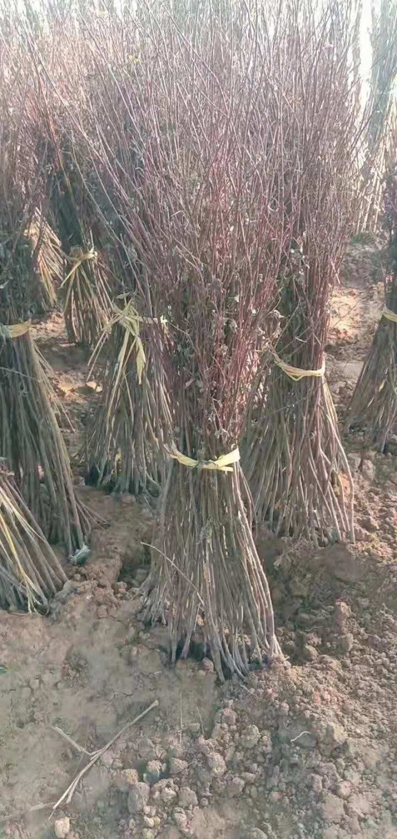 红枫苗日本红枫树苗红舞姬苗园林绿化南北方别墅庭院地栽