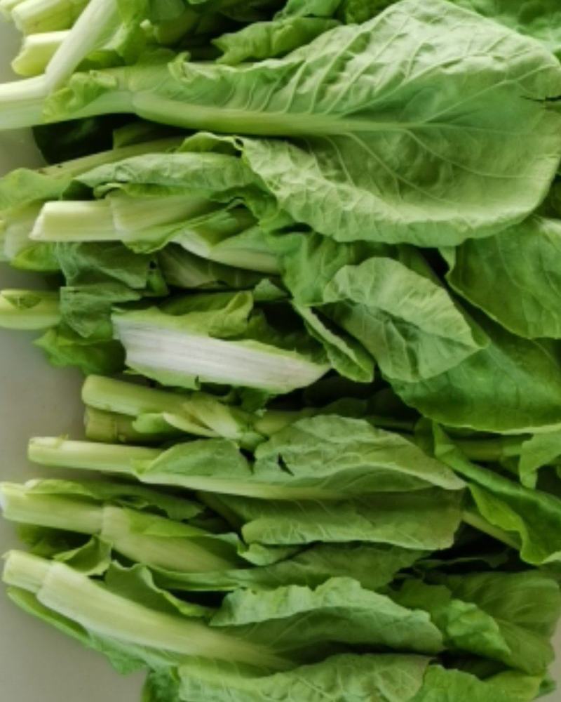五号菜苔，2月底可以上市