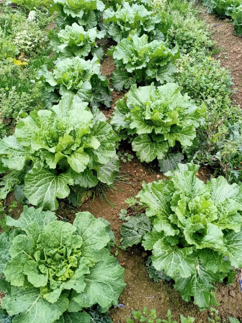 自己家种的新鲜麻叶白菜