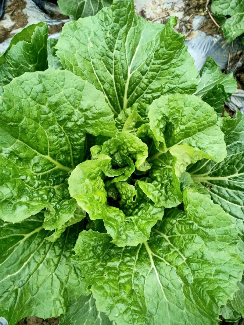 自己家种的新鲜麻叶白菜