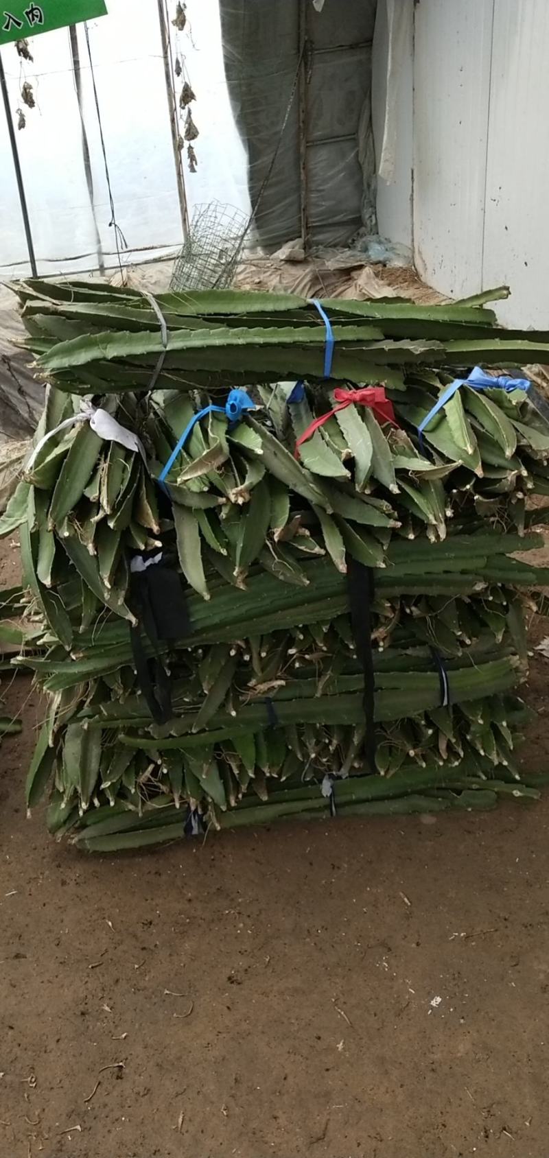 山东优质红心火龙果种苗口感好，产量高，苗子壮