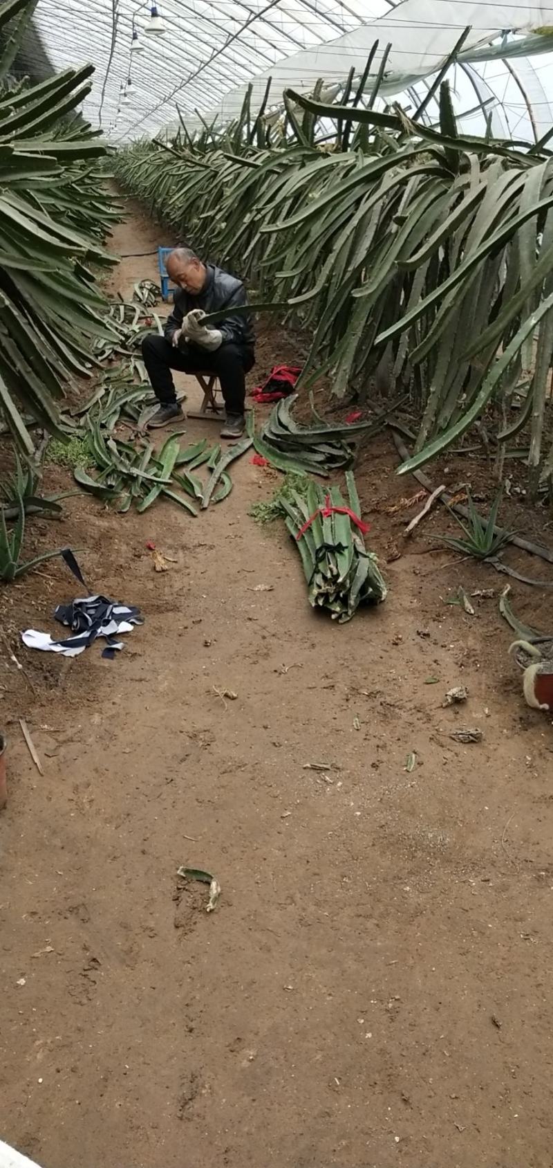 山东优质红心火龙果种苗口感好，产量高，苗子壮