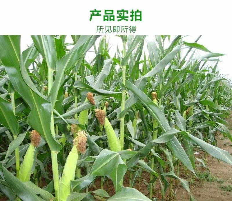 海南东方精品水果玉米，太阳花玉米，花糯玉米系列，欢迎咨询