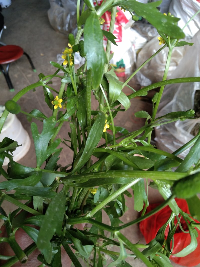 石龙芮鲜，干货，全野生，云南文山货。