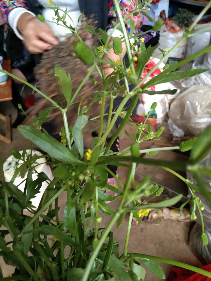 石龙芮鲜，干货，全野生，云南文山货。