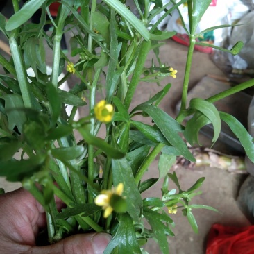 石龙芮鲜，干货，全野生，云南文山货。