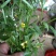 石龙芮鲜，干货，全野生，云南文山货。