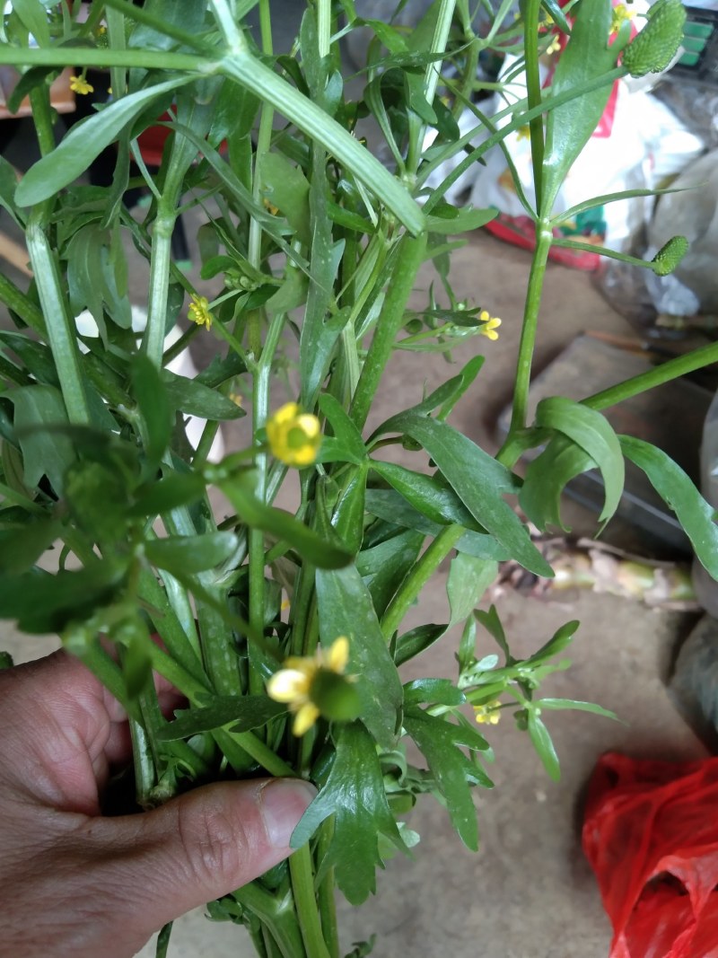 石龙芮鲜，干货，全野生，云南文山货。