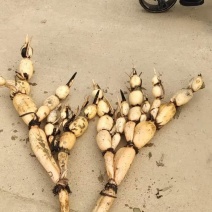 春播季节到了，供应莲藕种苗，有好莲藕种子才有好收成高产量