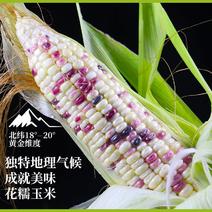 海南精品优质花糯玉米，水果玉米等系列，代办