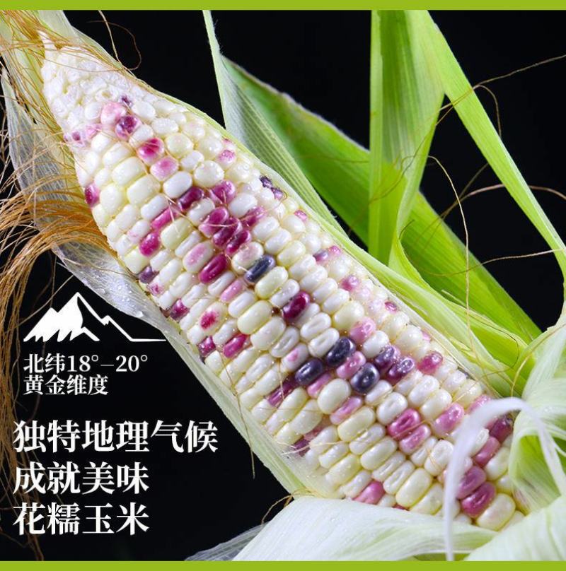 海南精品优质花糯玉米，水果玉米等系列，代办