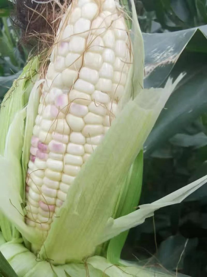 海南精品优质花糯玉米，水果玉米等系列，代办