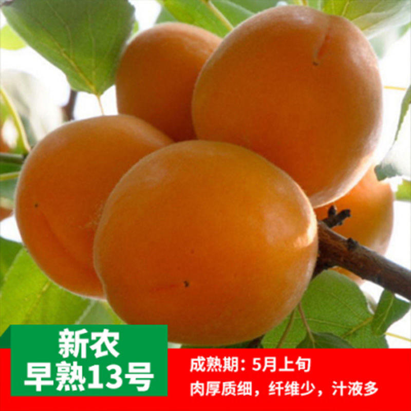 特大杏树苗:品种多，苗子纯真，放心购买。