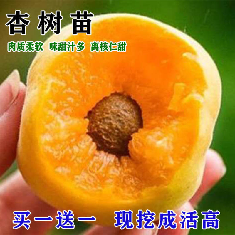 特大杏树苗:品种多，苗子纯真，放心购买。
