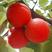 特大红杏树苗:上市时间早，品种纯，死苗补发，当年结果