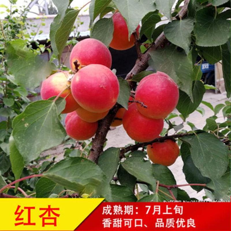 特大红杏树苗:上市时间早，品种纯，死苗补发，当年结果