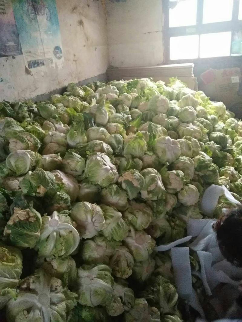 精品白花菜，散花都要有个头均匀，花面白净，叶子小货量巨大