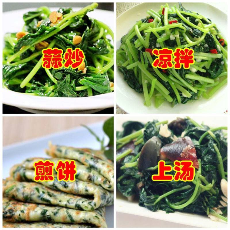 食叶型地瓜叶盆栽阳台绿植花卉屋顶庭院番薯苗正宗