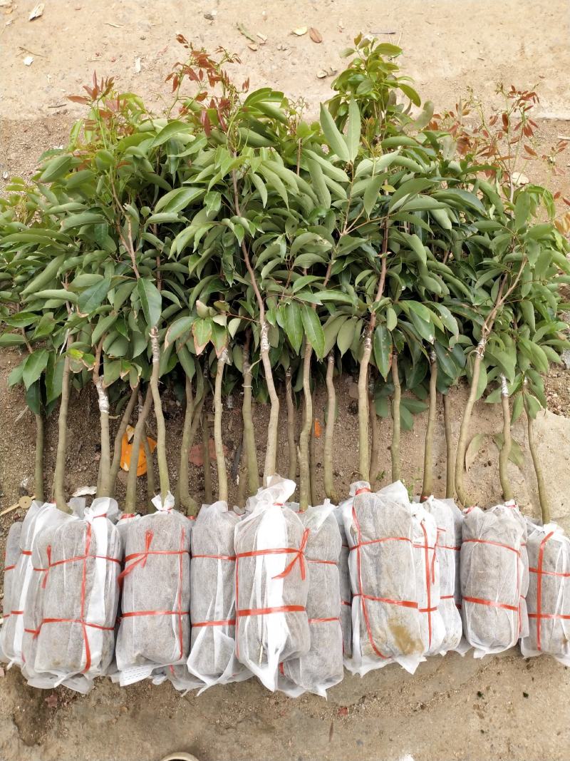 A4无核荔枝苗桂味荔枝苗妃子笑荔枝苗仙进奉荔枝苗包邮