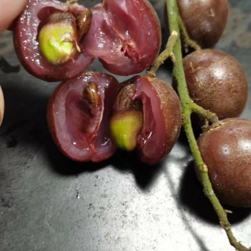 紫肉黄皮苗，苗场直供现挖现发免费技术指导全国发货