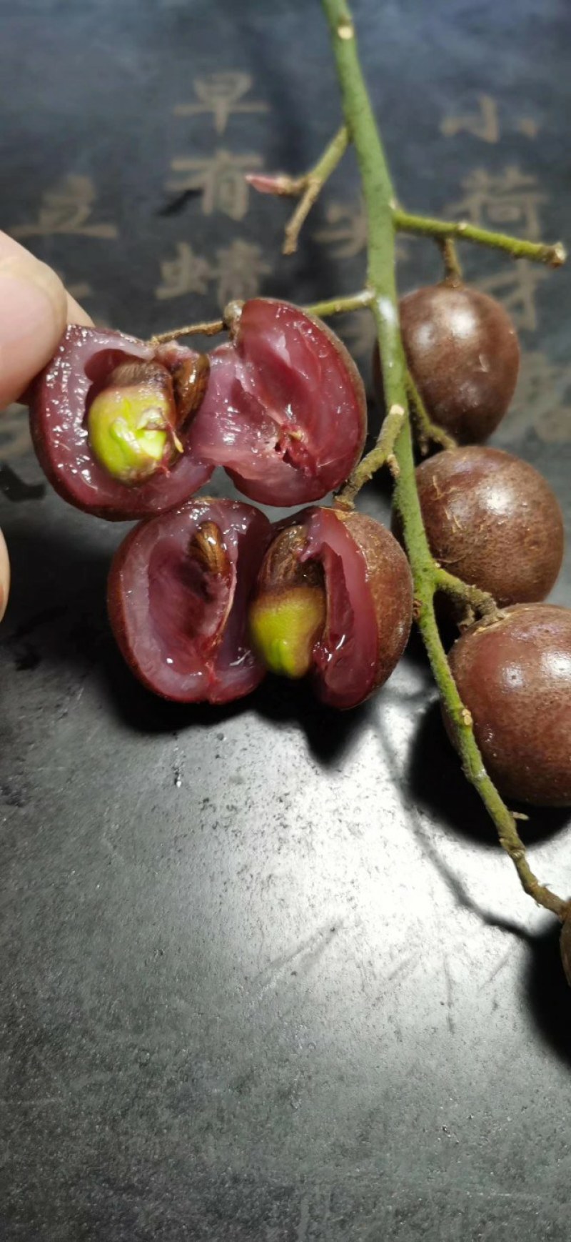 紫肉黄皮苗，苗场直供现挖现发免费技术指导全国发货
