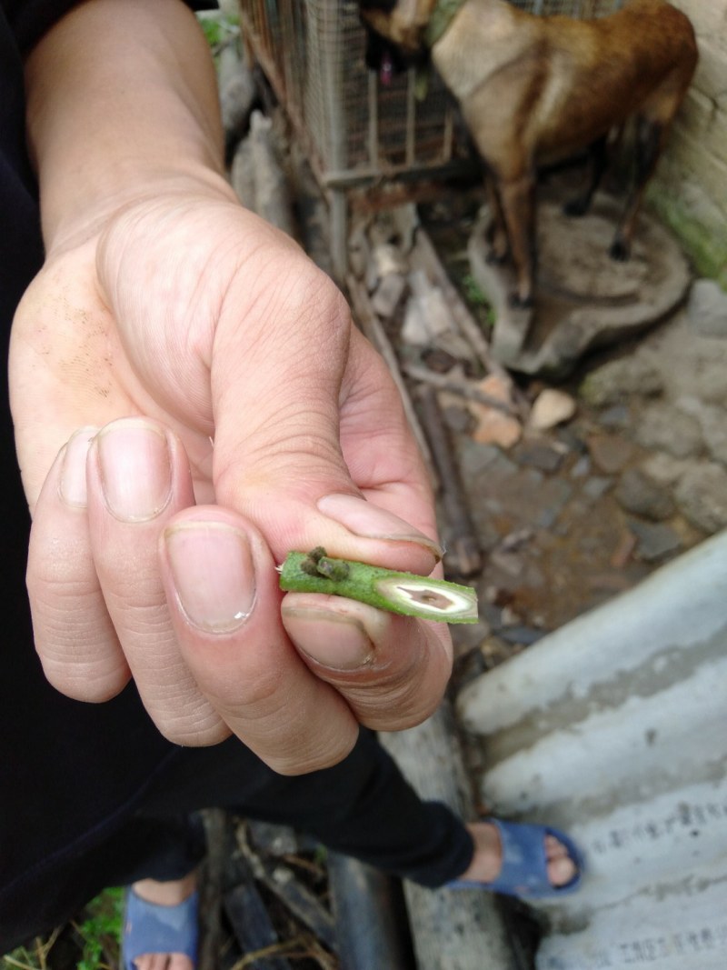 紫肉黄皮苗，苗场直供现挖现发免费技术指导全国发货