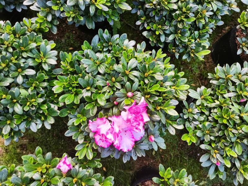基地直销:精品西玛杜鹃，花期3个月左右，室内花