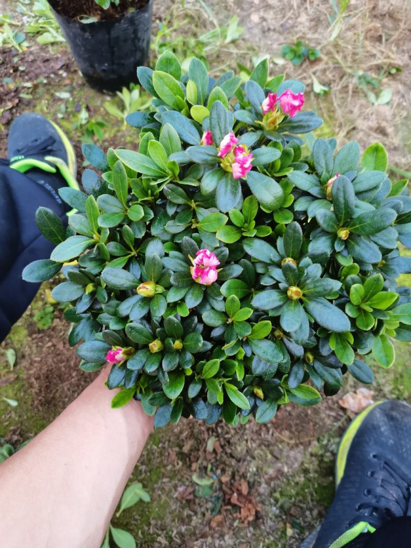 基地直销:精品西玛杜鹃，花期3个月左右，室内花