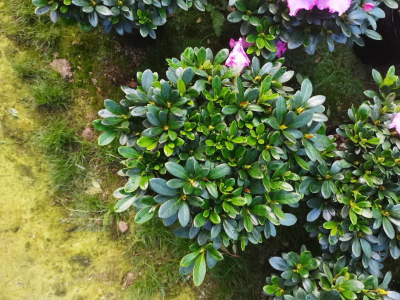 基地直销:精品西玛杜鹃，花期3个月左右，室内花