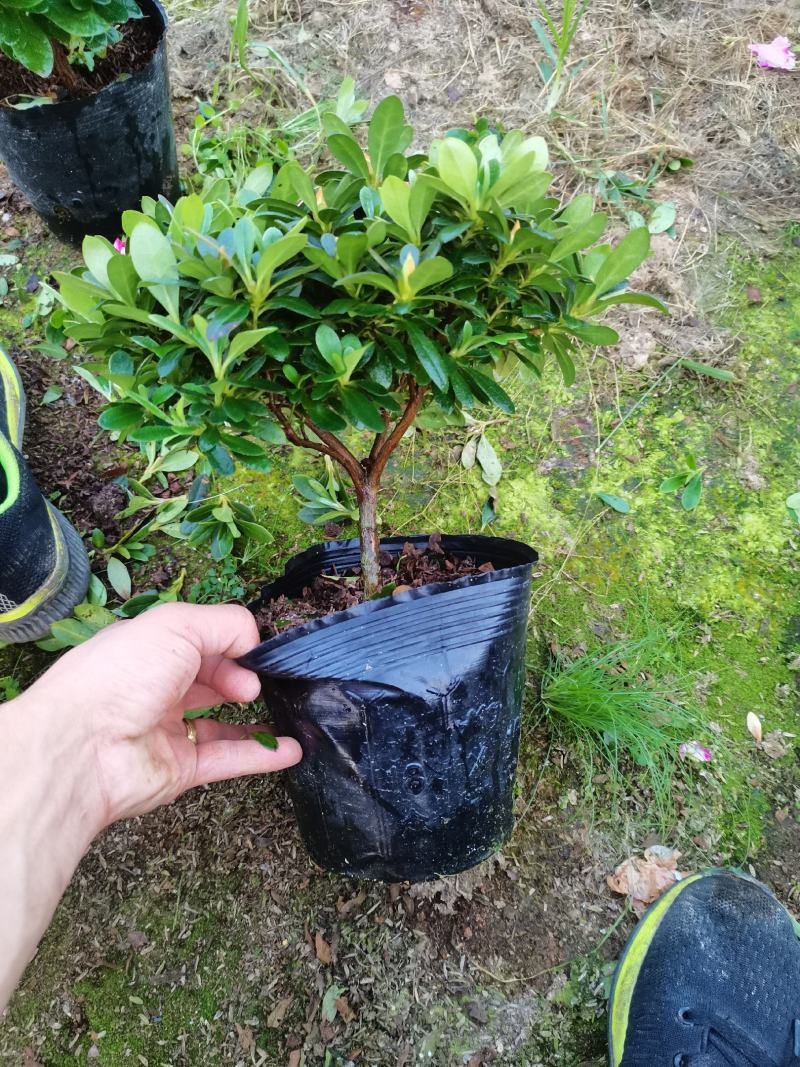 基地直销:精品西玛杜鹃，花期3个月左右，室内花