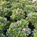 基地直销:精品西玛杜鹃，花期3个月左右，室内花